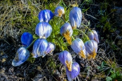 Crocus Blooms