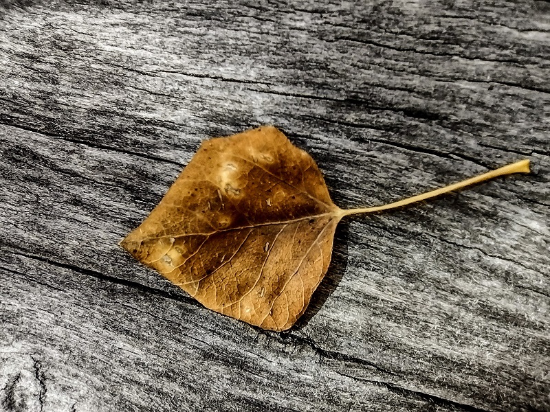 brown aspen leaf
